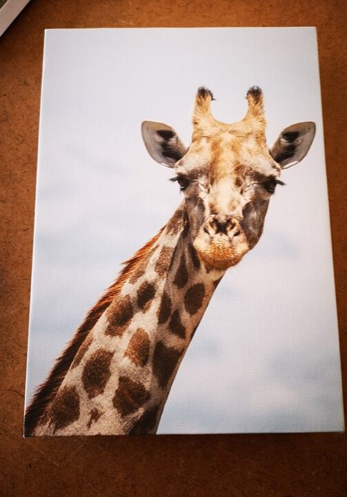 giraffe canvas